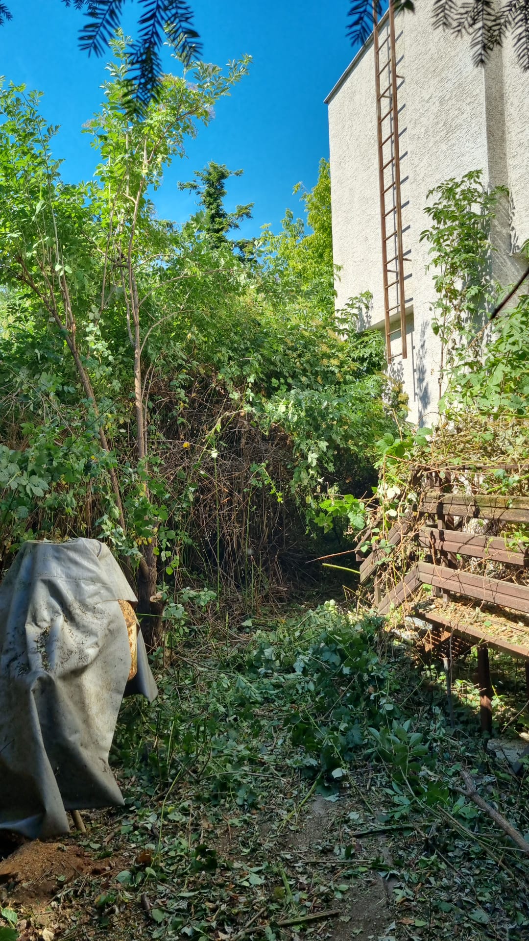 Pohľad od brány na zanedbaný pozemok pred čistením
