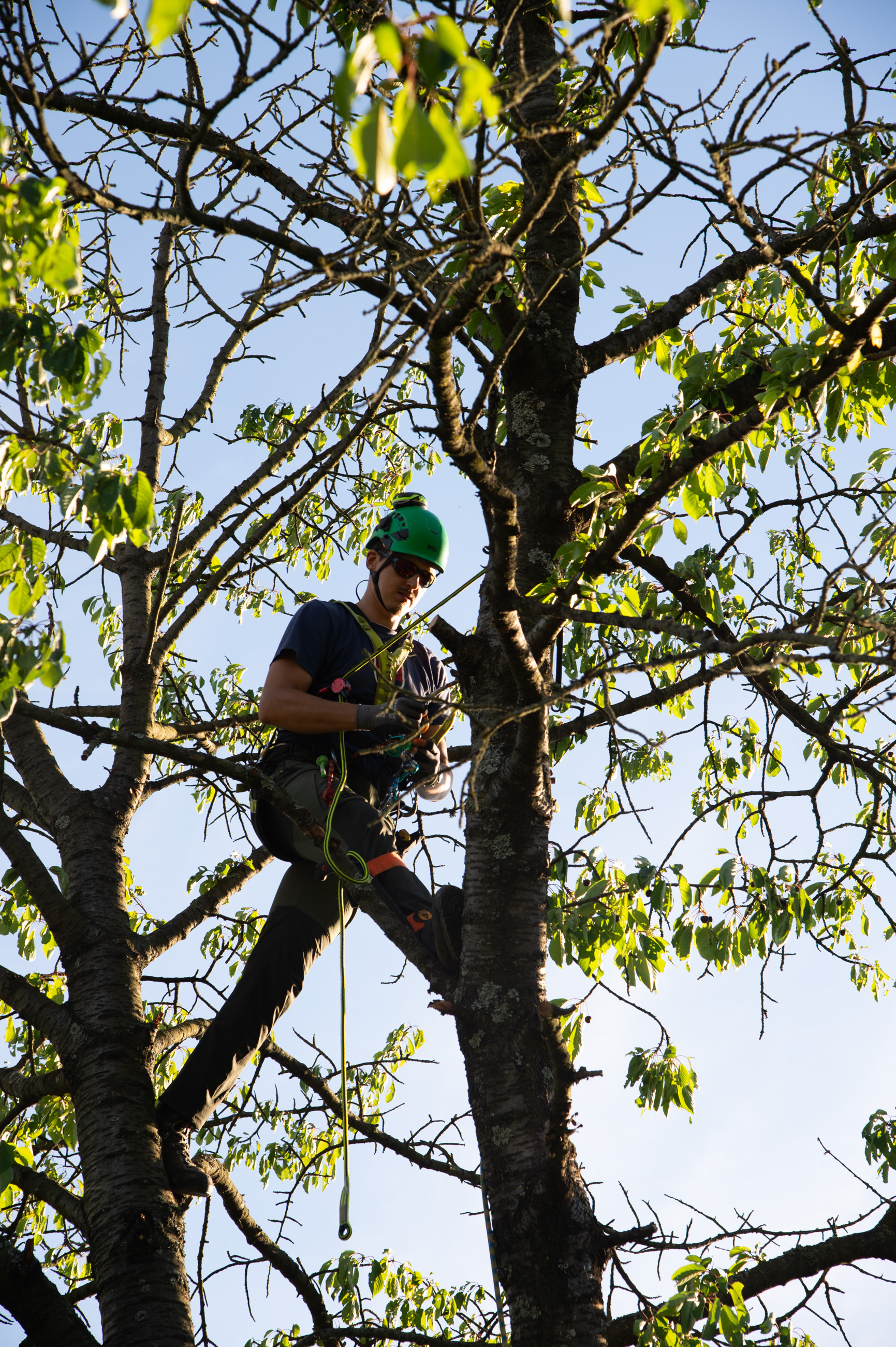 Arborista pracuje lanovou technikou v korune čerešne vtáčej