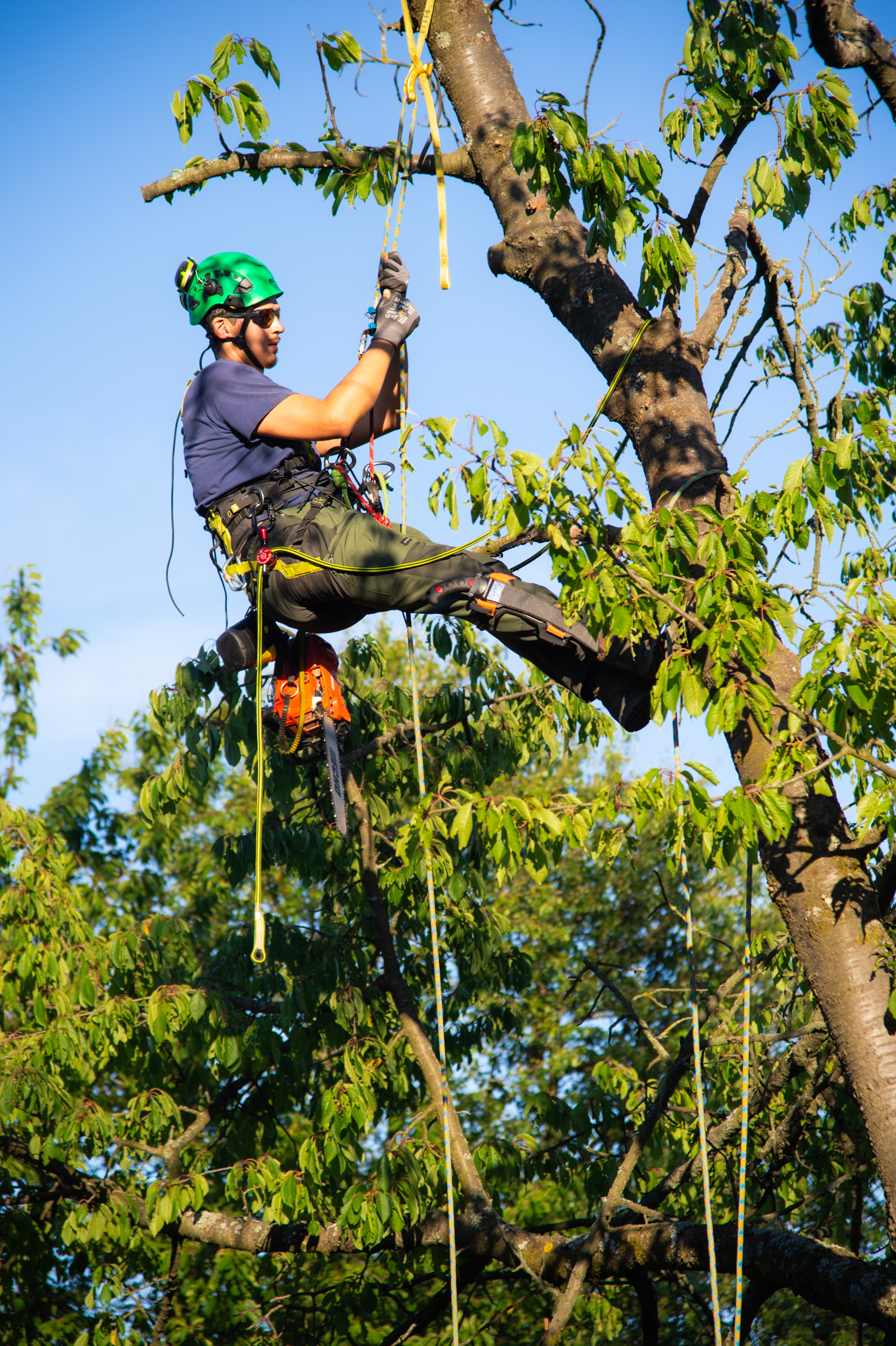 Arborista zlaňuje z koruny čerešne po dokončení orezu