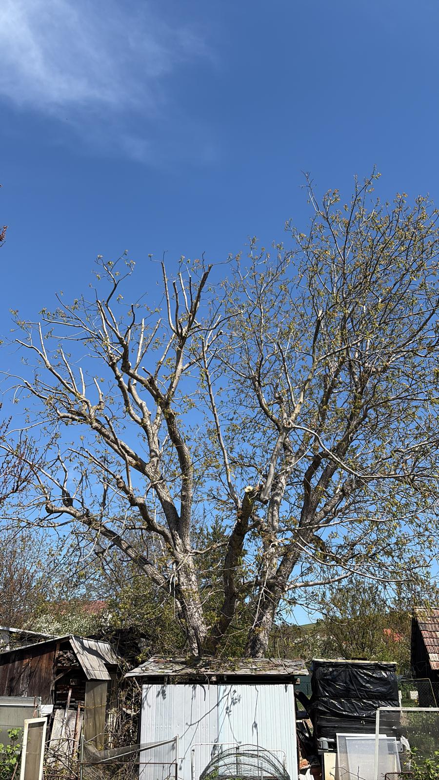 Arborista počas obvodovej a výškovej redukcie orecha v Banke pri Piešťanoch